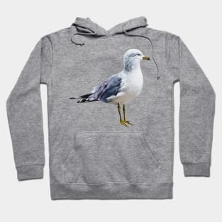 Ring Billed Gull painting (no background) Hoodie